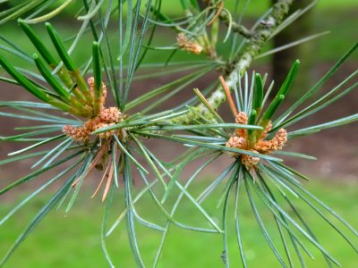 Jeunes aiguilles du Pin blanc du Japon, Pinus parviflora, … 