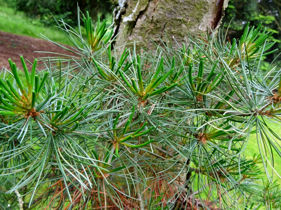 Jeunes aiguilles du Pin blanc du Japon, Pinus parviflora, … 