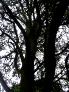 Troncs du Cyprès de Lawson, Chamaecyparis lawsoniana, Cupr… 