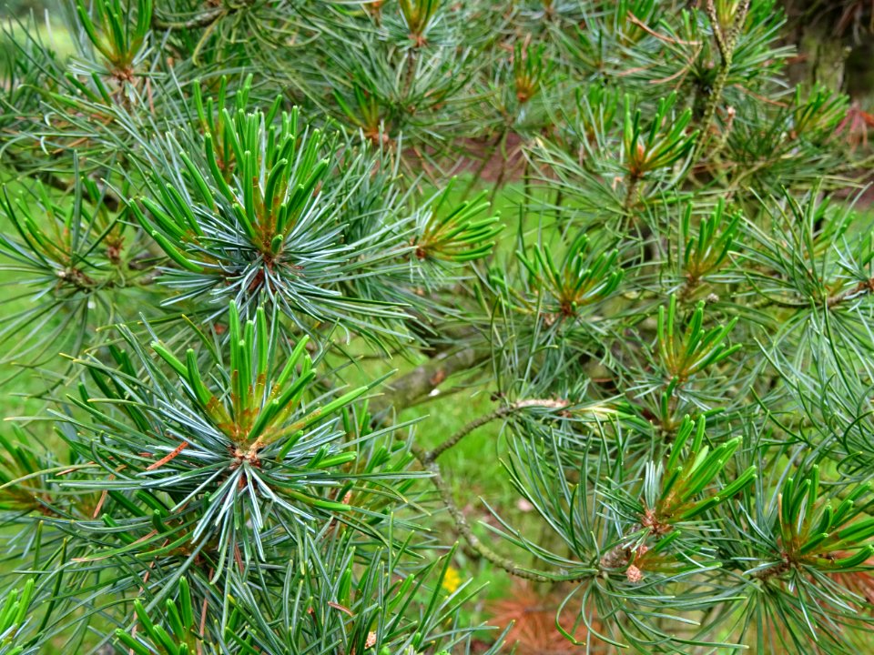 Jeunes aiguilles du Pin blanc du Japon, Pinus parviflora, … 