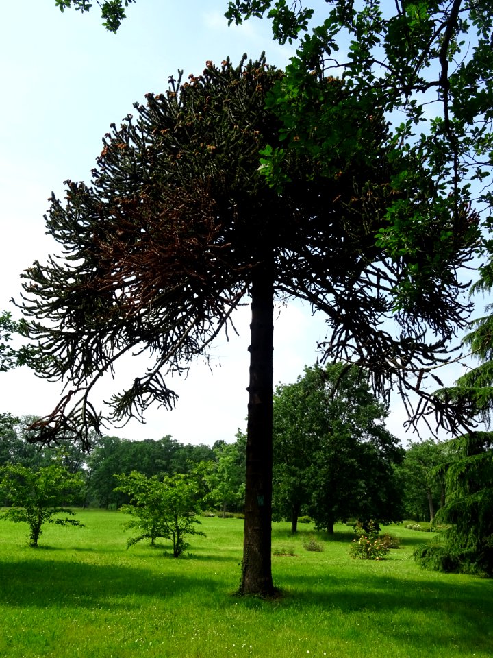 Araucaria du Chili, Araucaria araucana, Araucariacées 
