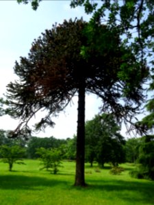 Araucaria du Chili, Araucaria araucana, Araucariacées 