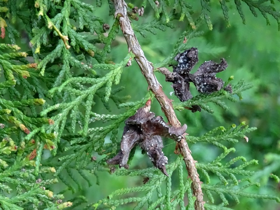 Rameaux et cônes secs (inflorescences femelles) du Cyprès … 
