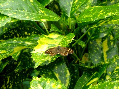 Papillon sur une feuille de l'Aucuba du Japon, Aucuba japo… 