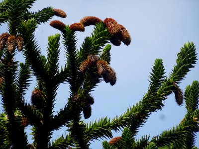 Araucaria du Chili, Araucaria araucana, Araucariacées 