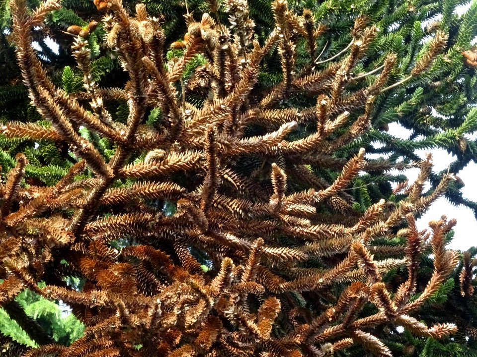 Araucaria du Chili, Araucaria araucana, Araucariacées 