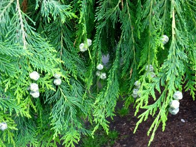 Rameaux et fruits du Thuya occidental, Thuja occidentalis,… 