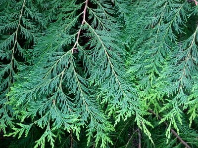Rameaux du Thuya occidental, Thuja occidentalis, Cupressac… 