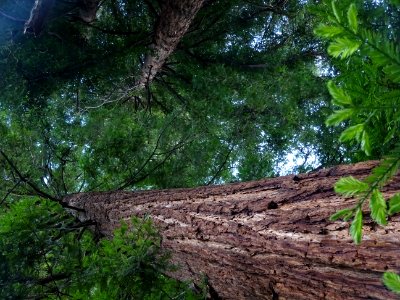 Tronc du Séquoia toujours vert ou Séquoia à feuilles d'if,… photo