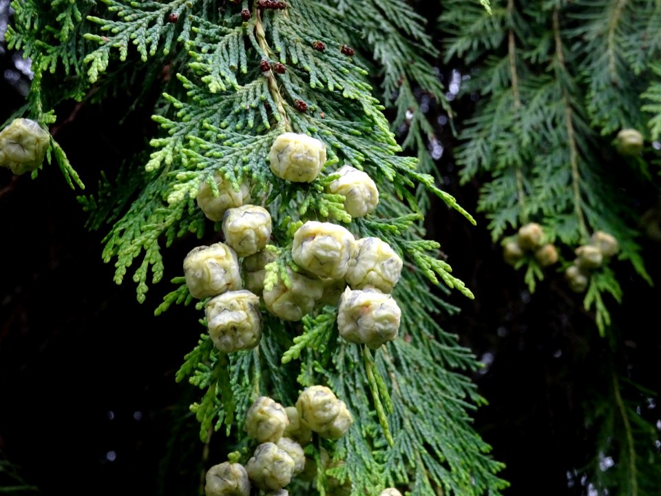 Rameaux et fruits du Thuya occidental, Thuja occidentalis,… 