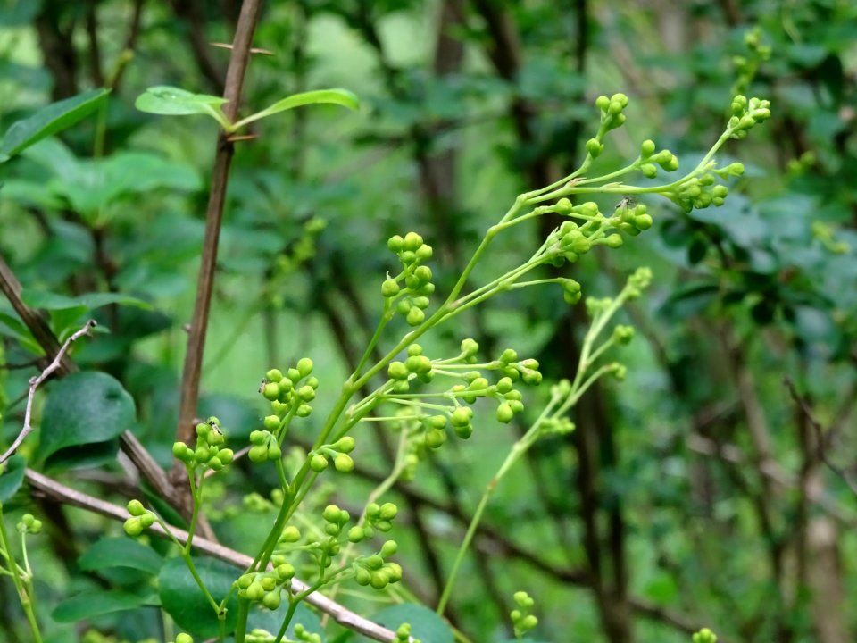 Fleurs immatures de l'Epine-vinette, Berberis vulgaris, Be… 
