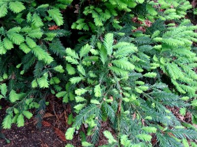 Feuilles du Séquoia toujours vert ou Séquoia à feuilles d'… 