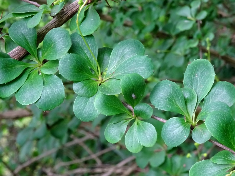Feuilles de l'Epine-vinette, Berberis vulgaris, Berbéridac… 