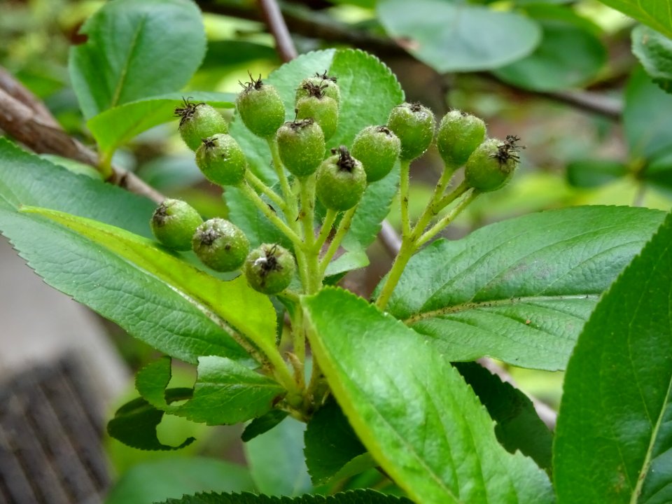 Nerprun purgatif, Rhamnus cathartica, Rhamnacées 