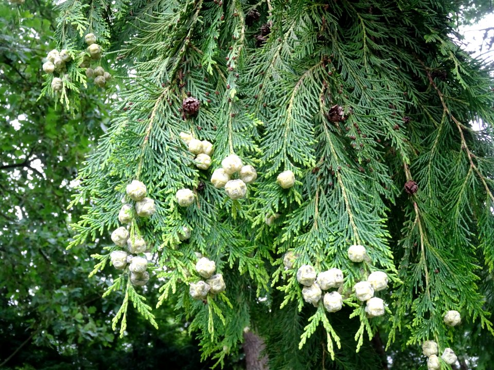 Rameaux et fruits du Thuya occidental, Thuja occidentalis,… 