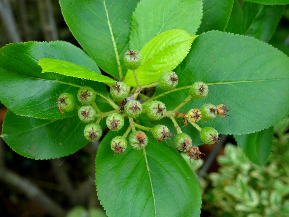 Nerprun purgatif, Rhamnus cathartica, Rhamnacées 