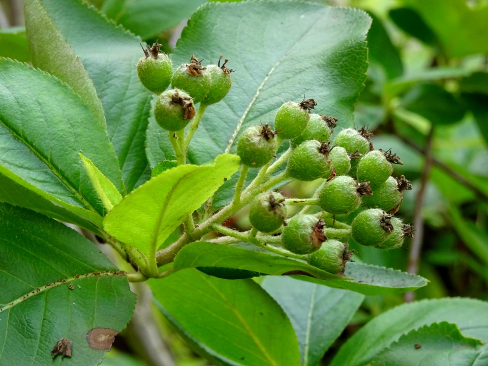 Nerprun purgatif, Rhamnus cathartica, Rhamnacées 