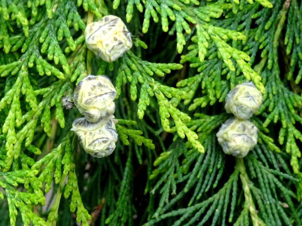 Rameaux et fruits du Thuya occidental, Thuja occidentalis,… 