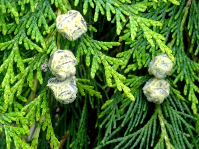 Rameaux et fruits du Thuya occidental, Thuja occidentalis,… 