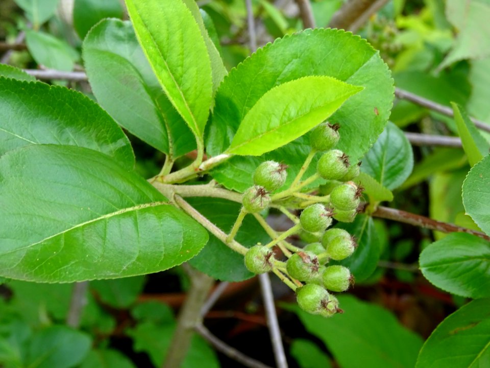 Nerprun purgatif, Rhamnus cathartica, Rhamnacées 