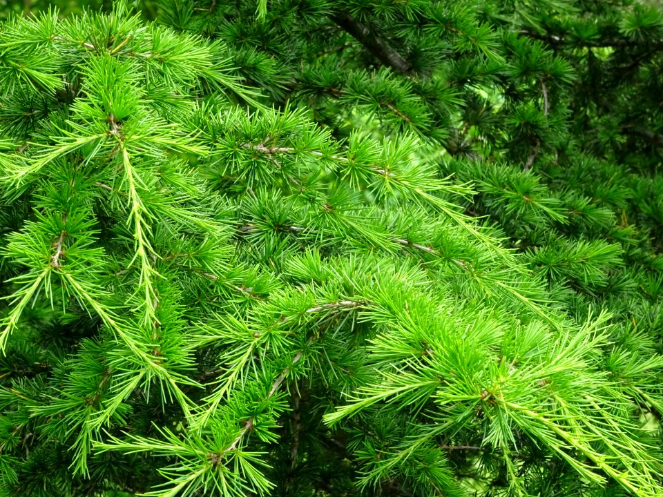 Aiguilles du Cèdre de Chypre, Cedrus brevifolia, Pinacées 