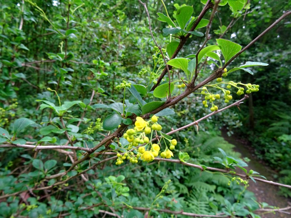 Rameaux piquants, feuilles et fleurs l'Epine-vinette, Berb… 