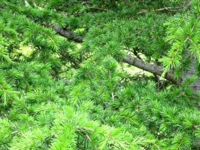 Aiguilles du Cèdre de Chypre, Cedrus brevifolia, Pinacées 