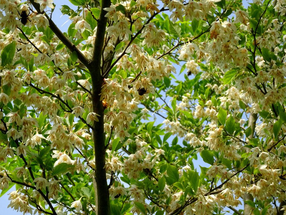 Aliboufier, Styrax officinalis, Styracacées 