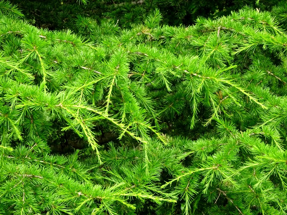 Aiguilles du Cèdre de Chypre, Cedrus brevifolia, Pinacées 