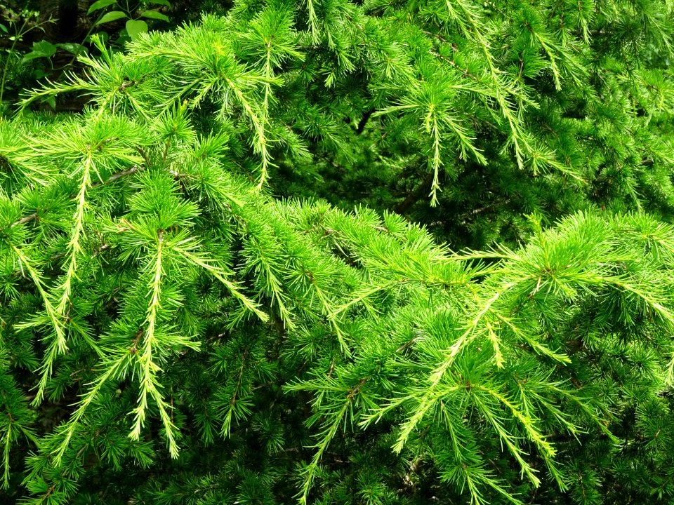 Aiguilles du Cèdre de Chypre, Cedrus brevifolia, Pinacées 