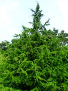 Cèdre de Chypre, Cedrus brevifolia, Pinacées 