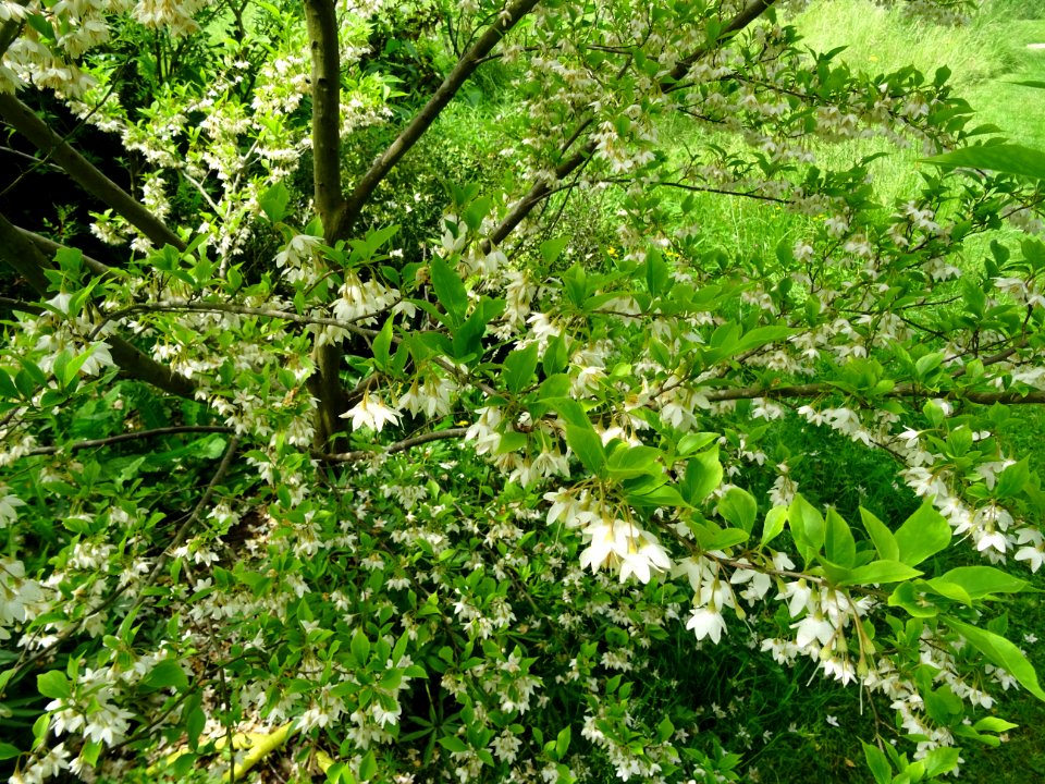 Aliboufier, Styrax officinalis, Styracacées 
