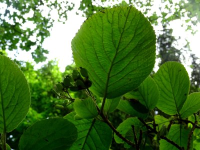 Viorne lantane ou Viorne mancienne ou Cochène, Viburnum la… 