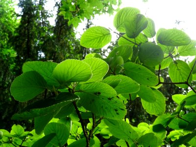 Viorne lantane ou Viorne mancienne ou Cochène, Viburnum la… 