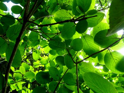 Viorne lantane ou Viorne mancienne ou Cochène, Viburnum la… 