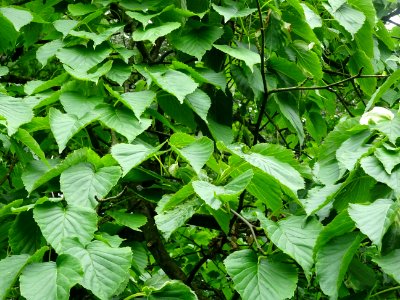 Feuilles de l'Arbre aux mouchoirs, Davidia involucrata, Ny… 