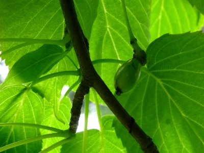 Fruit de l'Arbre aux mouchoirs, Davidia involucrata, Nyssa… 