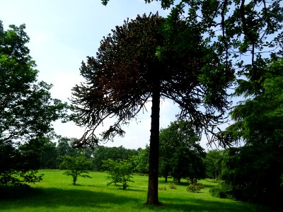 Araucaria du Chili, Araucaria araucana, Araucariacées 