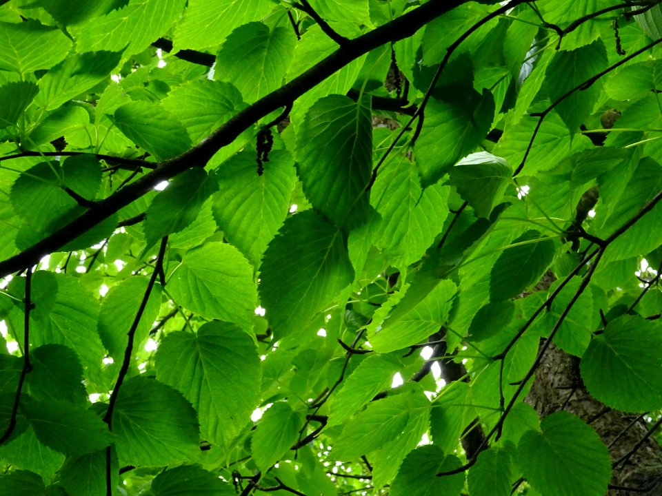 Feuilles de l'Arbre aux mouchoirs, Davidia involucrata, Ny… 