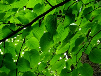 Feuilles de l'Arbre aux mouchoirs, Davidia involucrata, Ny… 