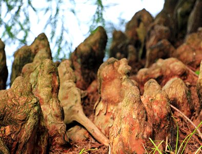 Swamp tree roots root system root photo