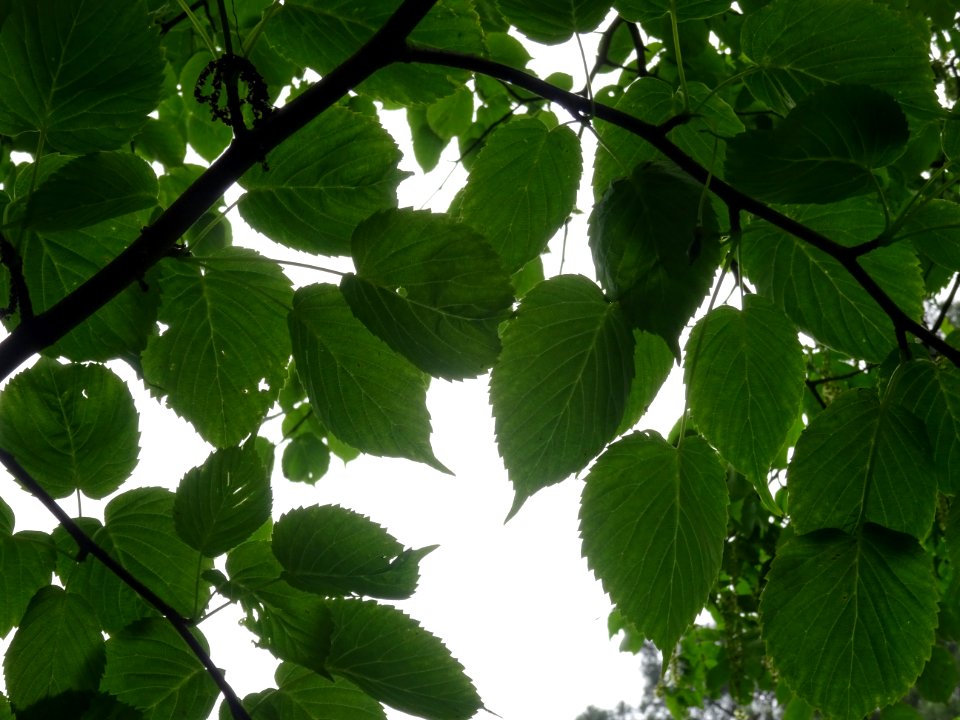 Feuilles de l'Arbre aux mouchoirs, Davidia involucrata, Ny… 