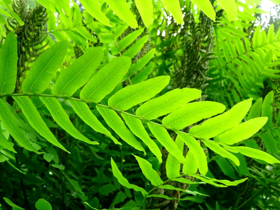 Frondes vertes et panicules de sporanges de l'Osmonde roya… 