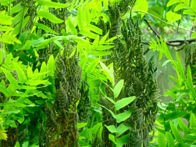 Frondes vertes et panicules de sporanges de l'Osmonde roya… 