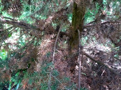 Tronc et aiguilles sèches du Génévrier commun, Juniperis c… 