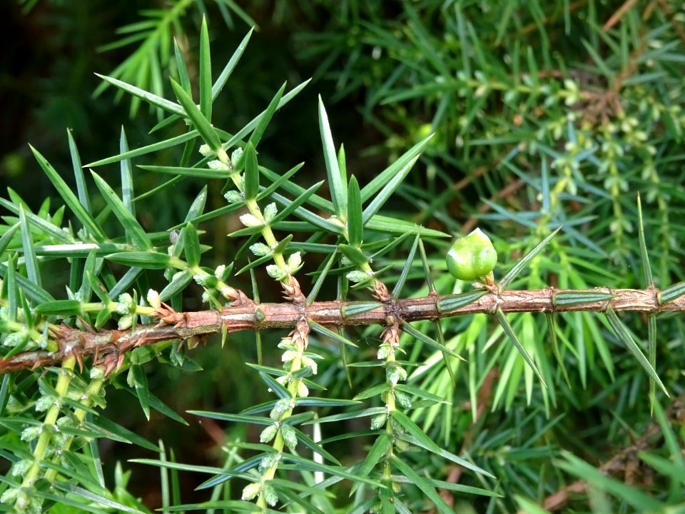 Génévrier commun, Juniperis communis, Cupressacées 