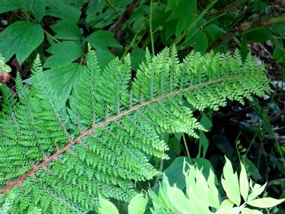 Fronde verte du Polystic à frondes soyeuses, Polystichum s… 