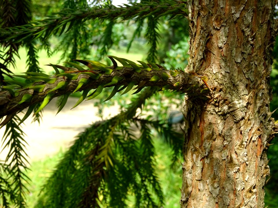 Détail du tronc et des branches du Cryptoméria ou Cèdre du… 