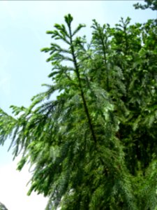 Cryptoméria ou Cèdre du Japon, Cryptomeria japonica, Taxod… 