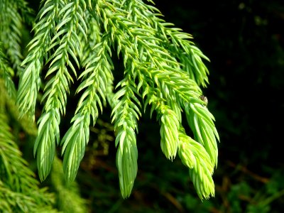 Jeunes aiguilles vert tendre à l'extrémité d'un rameau d… 